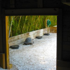 ALDABRA BREEDER
