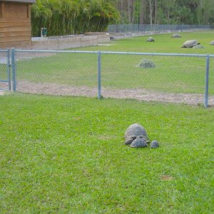 ALDABRA BREEDER
