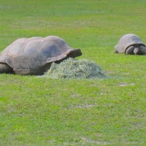 ALDABRA BREEDER