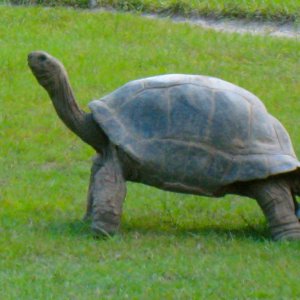 ALDABRA BREEDER