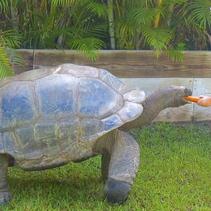 ALDABRA BREEDER