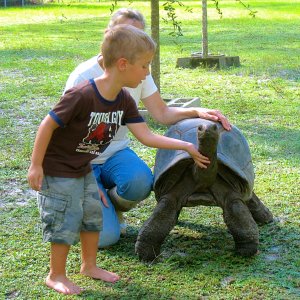 ALDABRA BREEDER