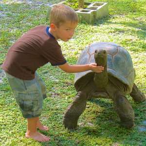 ALDABRA BREEDER