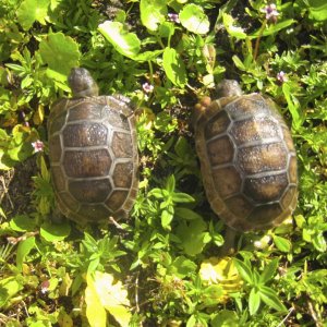ALDABRA BREEDER
