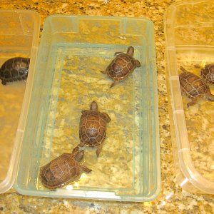 ALDABRA BREEDER
