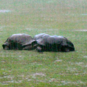 ALDABRA BREEDER