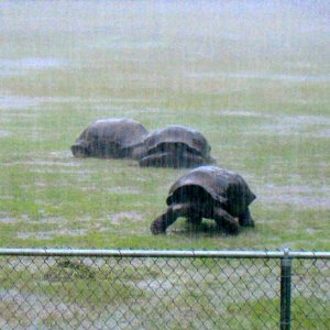 ALDABRA BREEDER