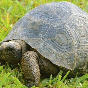 ALDABRA BREEDER