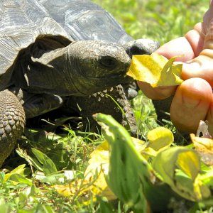 ALDABRA BREEDER
