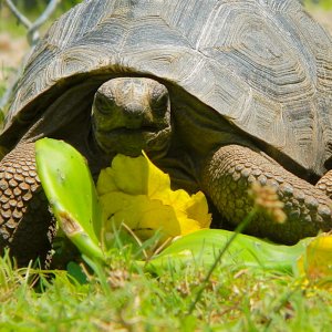 ALDABRA BREEDER