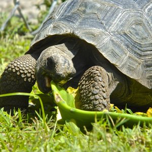 ALDABRA BREEDER