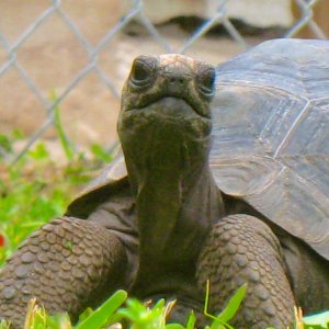 ALDABRA BREEDER