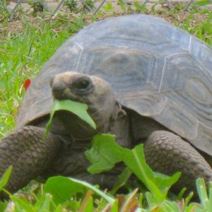 ALDABRA BREEDER