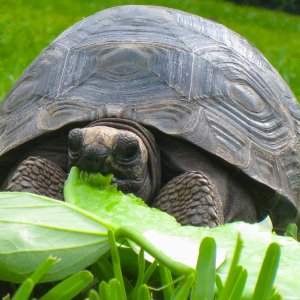 ALDABRA BREEDER