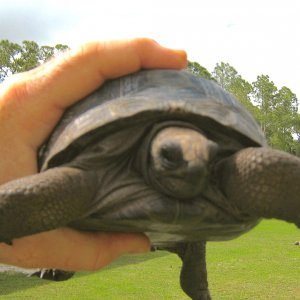 ALDABRA BREEDER