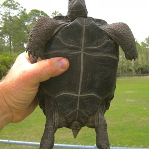 ALDABRA BREEDER