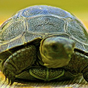 ALDABRA BREEDER