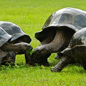 ALDABRA BREEDER
