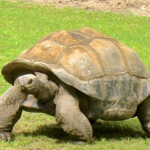 ALDABRA BREEDER