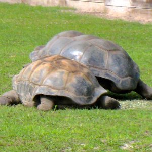 ALDABRA BREEDER