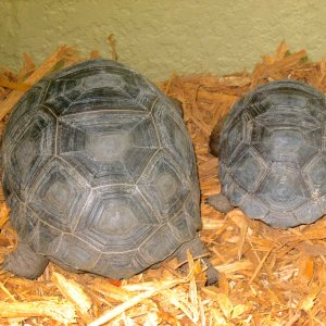ALDABRA BREEDER
