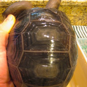 ALDABRA BREEDER