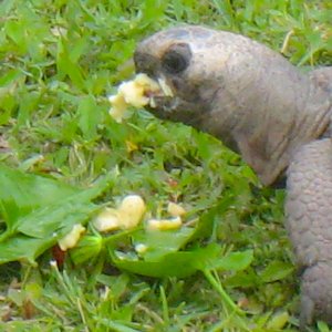 ALDABRA BREEDER
