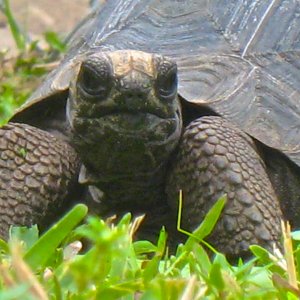 ALDABRA BREEDER