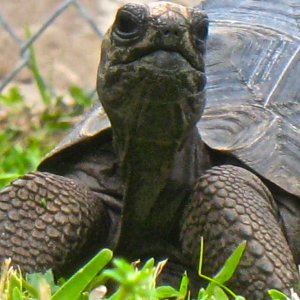 ALDABRA BREEDER