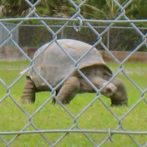 ALDABRA BREEDER