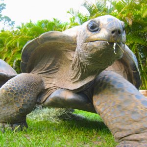 ALDABRA BREEDER