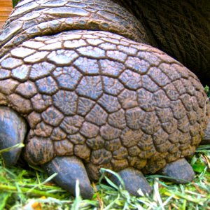 ALDABRA BREEDER