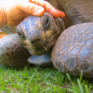 ALDABRA BREEDER