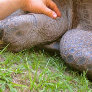 ALDABRA BREEDER