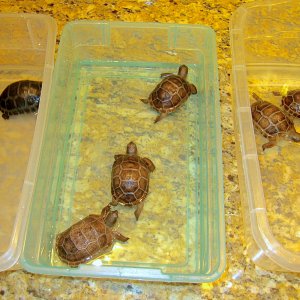 ALDABRA BREEDER