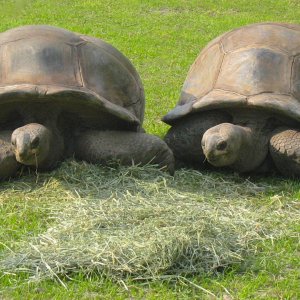 ALDABRA BREEDER