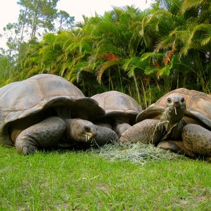 ALDABRA BREEDER
