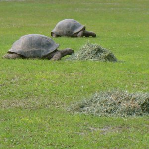 ALDABRA BREEDER