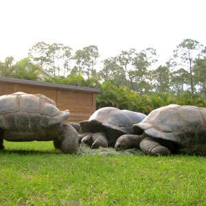 ALDABRA BREEDER