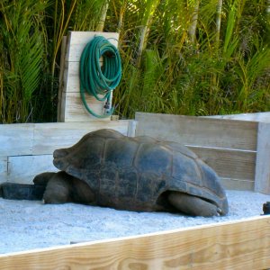 ALDABRA BREEDER