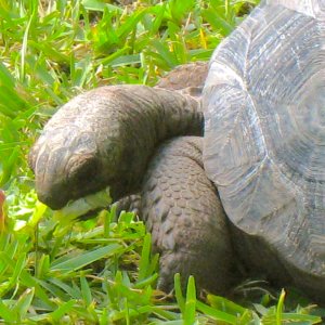 ALDABRA BREEDER