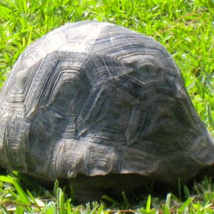 ALDABRA BREEDER