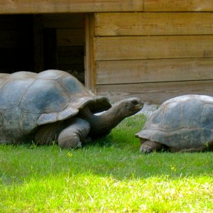 ALDABRA BREEDER