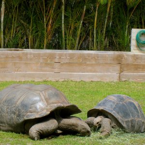 ALDABRA BREEDER