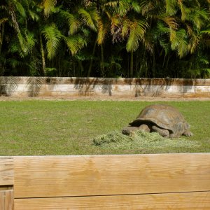ALDABRA BREEDER