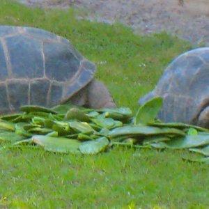 ALDABRA BREEDER