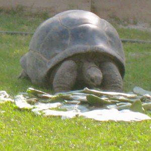 ALDABRA BREEDER