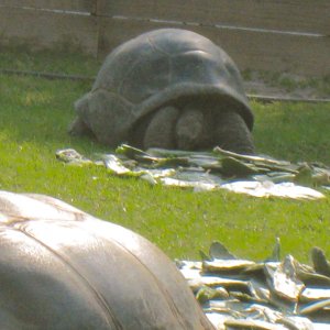 ALDABRA BREEDER