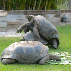 ALDABRA BREEDER