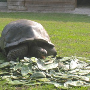 ALDABRA BREEDER